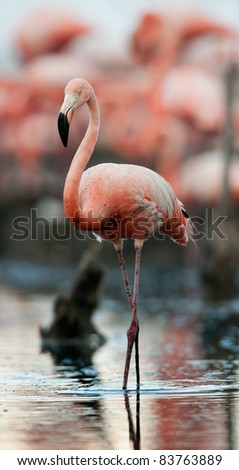 Portrait of the Caribbean flamingo. A portrait of the Caribbean flamingo. Close up