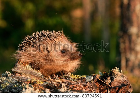 Hedgehog. A hedgehog in beams of the coming sun on the fringe of the forest.