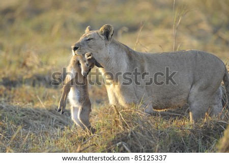 new born antelope