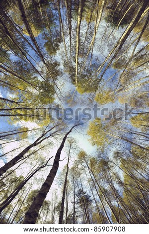 Sky in birch forest. Looking up in birch forest with wide angle lens