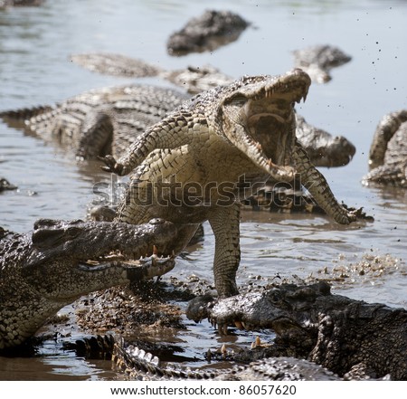 Crocodile Attack Singapore Picture on Attack Crocodile  Cuban Crocodile  Crocodylus Rhombifer  Stock Photo