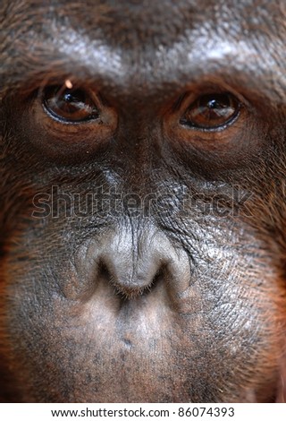 Orangutan Ben. A portrait of the young orangutan on a nickname Ben. Close up at a short distance. Borneo