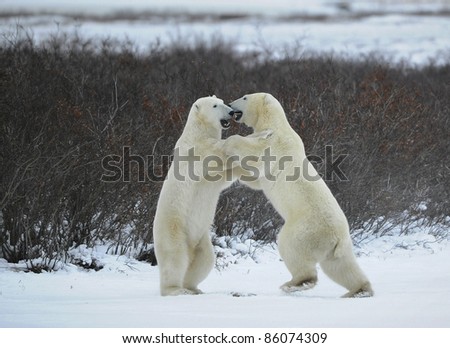 Fight of polar bears. Two polar bears fight. Tundra with undersized vegetation. .
