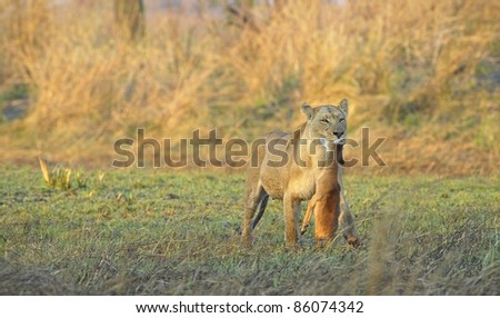 new born antelope