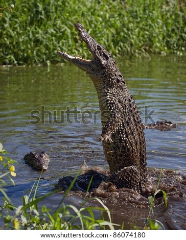 Attack crocodile. Cuban Crocodile (crocodylus rhombifer)