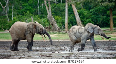 Attack of an elephant. The African Forest Elephant (Loxodonta cyclotis) is a forest dwelling elephant of the Congo Basin.
