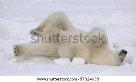 Rest of a polar bear. A polar bear having a rest on ice at water.