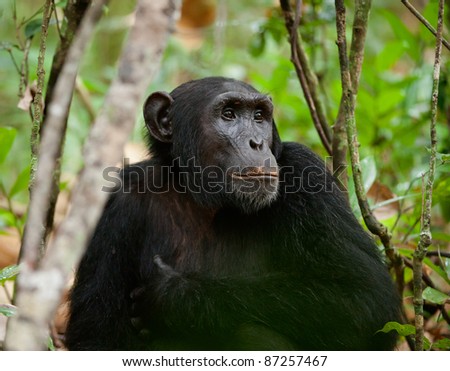 Wild Chimpanzee ( Pan troglodytes )  portrait in the jungle. Uganda