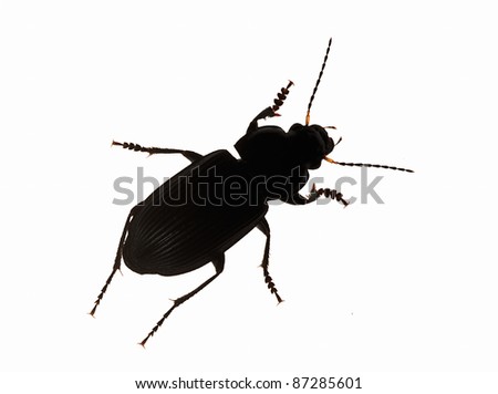 Silhouette Common black ground beetle against white background. Cloaker (Pterostichus melanarius (Pterostichus vulgaris)).