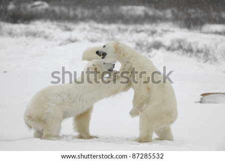 Polar bears fighting on snow have got up on hinder legs.
