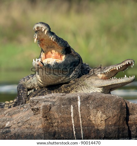 Nile crocodile. Two crocodiles , saving opened from a heat to graze, sit on one big stone in the middle of sources of Nile.