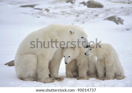 Polar she-bear with cubs. The polar she-bear  with two kids on snow-covered coast.