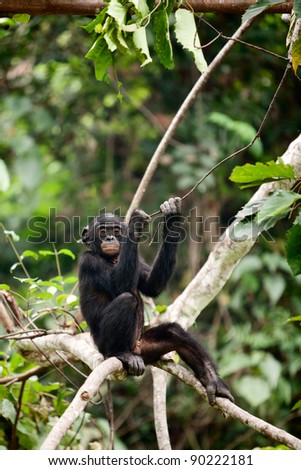 bonobo tree