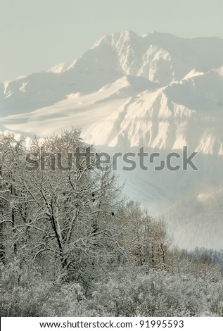 Snow covered Mountains in  Alaska. Alaska Chilkat Bald Eagle Preserve. Alaska. USA