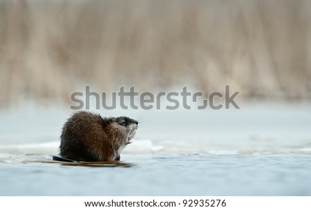 Yawning muskrat (Ondatra zibethicus)  on the edge of the ice . The first frosts, on the river there is an ice. Russia. Volkhov River