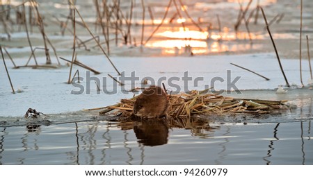 A muskrat (Ondatra Zibethicus) on a decline on the brink of ice at a feeding place