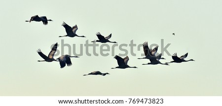 Birds in flight. A silhouettes of cranes in flight. Flock of cranes flies at sunset. Foggy morning, Sunrise sky  background. Common Crane, Grus grus or Grus Communis, big bird in the natural habitat.