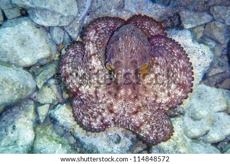 Octopus underwater- perfect natural shape top view