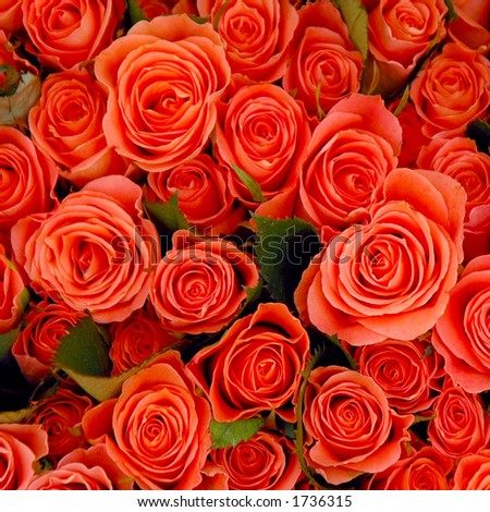 Bunch of rose roses.