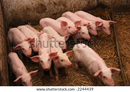 group of pigs