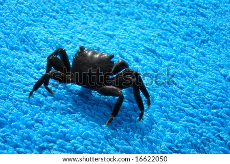 Black Crab on a towel summer background