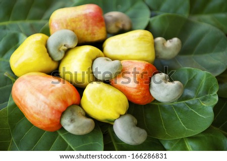 Colorful Display Of Fresh Ripe Brazilian Caju Cashew Fruit In Red, Orange, And Yellow On Green Leaves