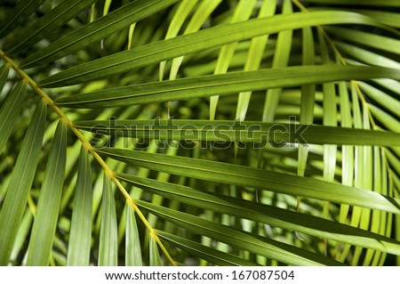 Jungle background of bright green palm fronds in tropical sun