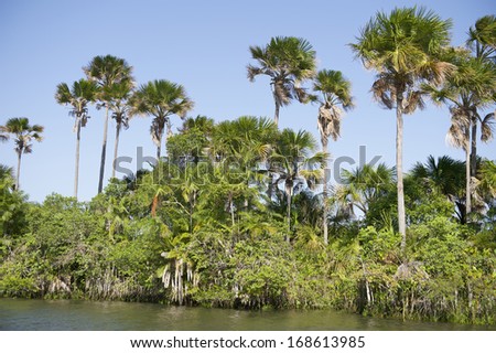 Remote Brazilian river lined with tropical palm tree jungle Rio Preguicas in Nordeste Brazil
