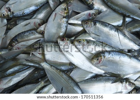 Overfishing fish background