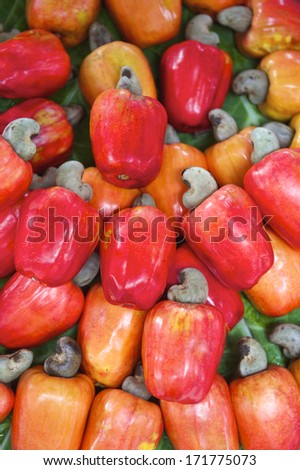 Brazilian caju cashew fruit harvest colorful red display on green leaves