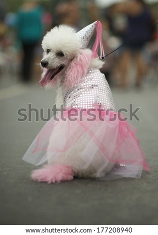 White Poodle Dog Dressed Up In Pink Princess Costume For The Rio Blocao Animal Carnival For Dogs