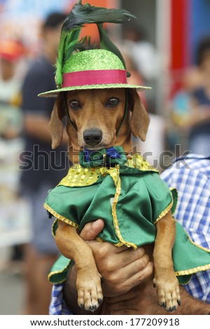 Cute dachshund dog dressed up in green costume with hat for the Rio Blocao Animal Carnival for dogs