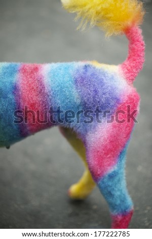 White poodle dog buzzed and painted bright rainbow of colors for the Rio Blocao Animal Carnival parade for dogs