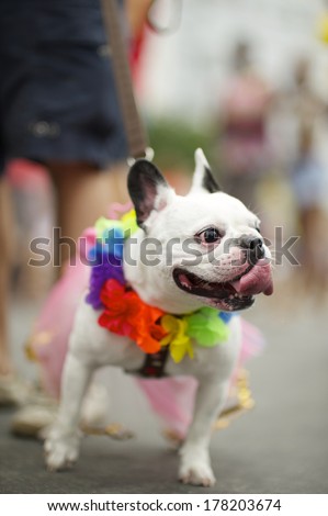 French bulldog wearing bright rainbow of colors for the Rio Blocao Animal Carnival parade for dogs
