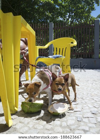 Brazilian dogs snacking on fresh coconut at outdoor kiosk in Rio de Janeiro Brazil