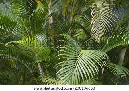 Jungle background of green palm fronds jungle tropical sun