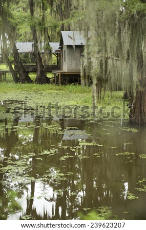 Swamp bayou scene of the American South featuring bald cypress trees with green water in Caddo Lake Texas