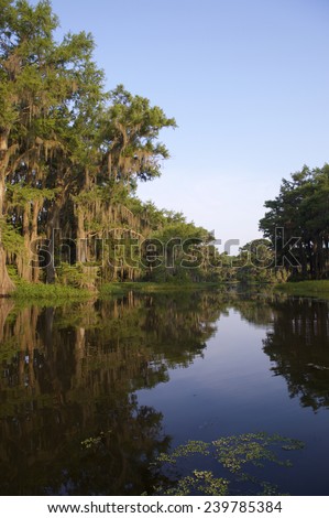 Lake bayou swamp scene of the American South featuring bald cypress trees reflecting on still water in Caddo Lake Texas