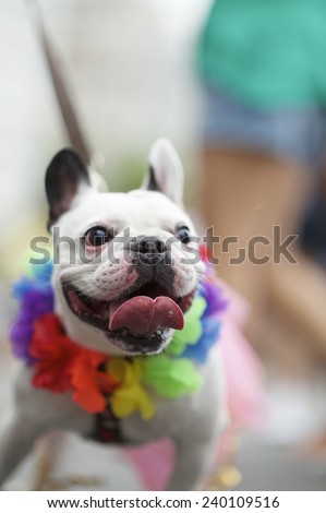 French bulldog wearing bright rainbow of colors for the Rio Blocao Animal Carnival parade for dogs
