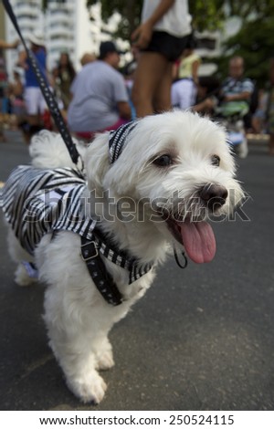 Happy white dog wearing costume arrives at the Rio Blocao Animal Carnival parade for dogs