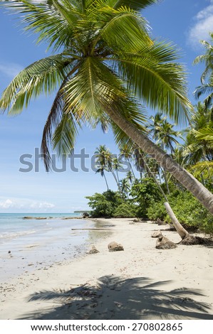 Palm trees and shadows on rustic remote tropical Brazilian island beach in Bahia Nordeste Brazil
