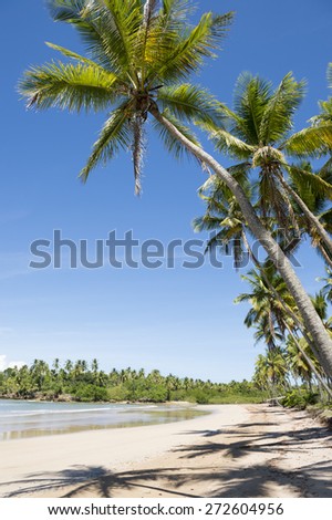Palm trees tower over remote tropical Brazilian island beach in Bahia Nordeste Brazil