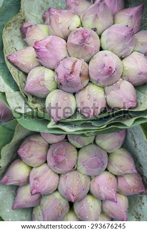Bouquets of fresh lotus buds beaded with water at the flower market in Bangkok, Thailand