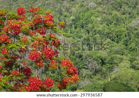 Red blossoms of flamboyant flame tree against tropical greenery on the hills in the Cuban interior