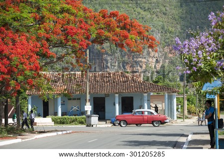 VINALES, CUBA - CIRCA MAY, 2011: Small town residents share the road with classic American cars under the red blossoms of a flame tree.