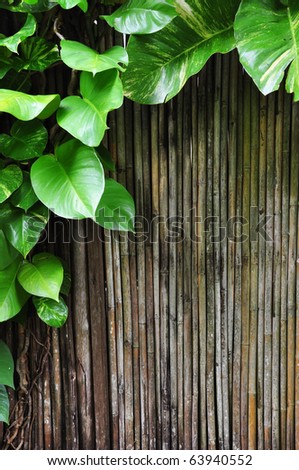 the fresh green climber plants and bamboo stick for design and background