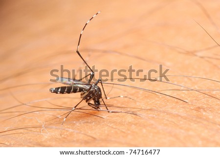 mosquito biting on human skin