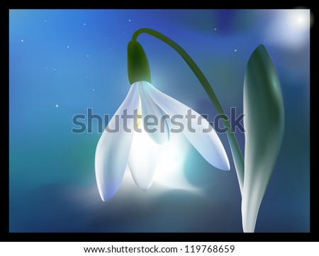 Shining night flower