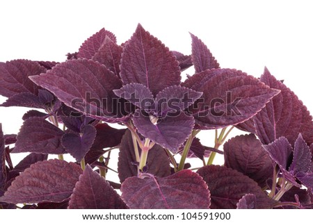 Coleus with purple leaves isolated on white background