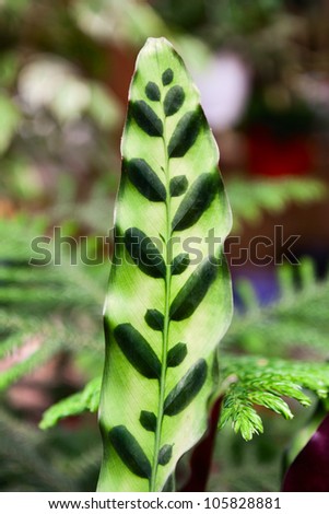Decorative leaf on blured background in the orangery